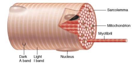 Histology of muscle